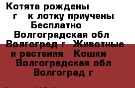 Котята рождены 26.04.2017г., к лотку приучены. Бесплатно!!! - Волгоградская обл., Волгоград г. Животные и растения » Кошки   . Волгоградская обл.,Волгоград г.